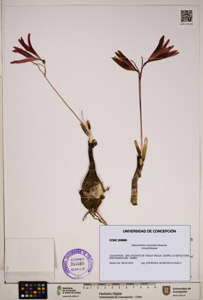 Zephyranthes monantha [Espécimen: ]