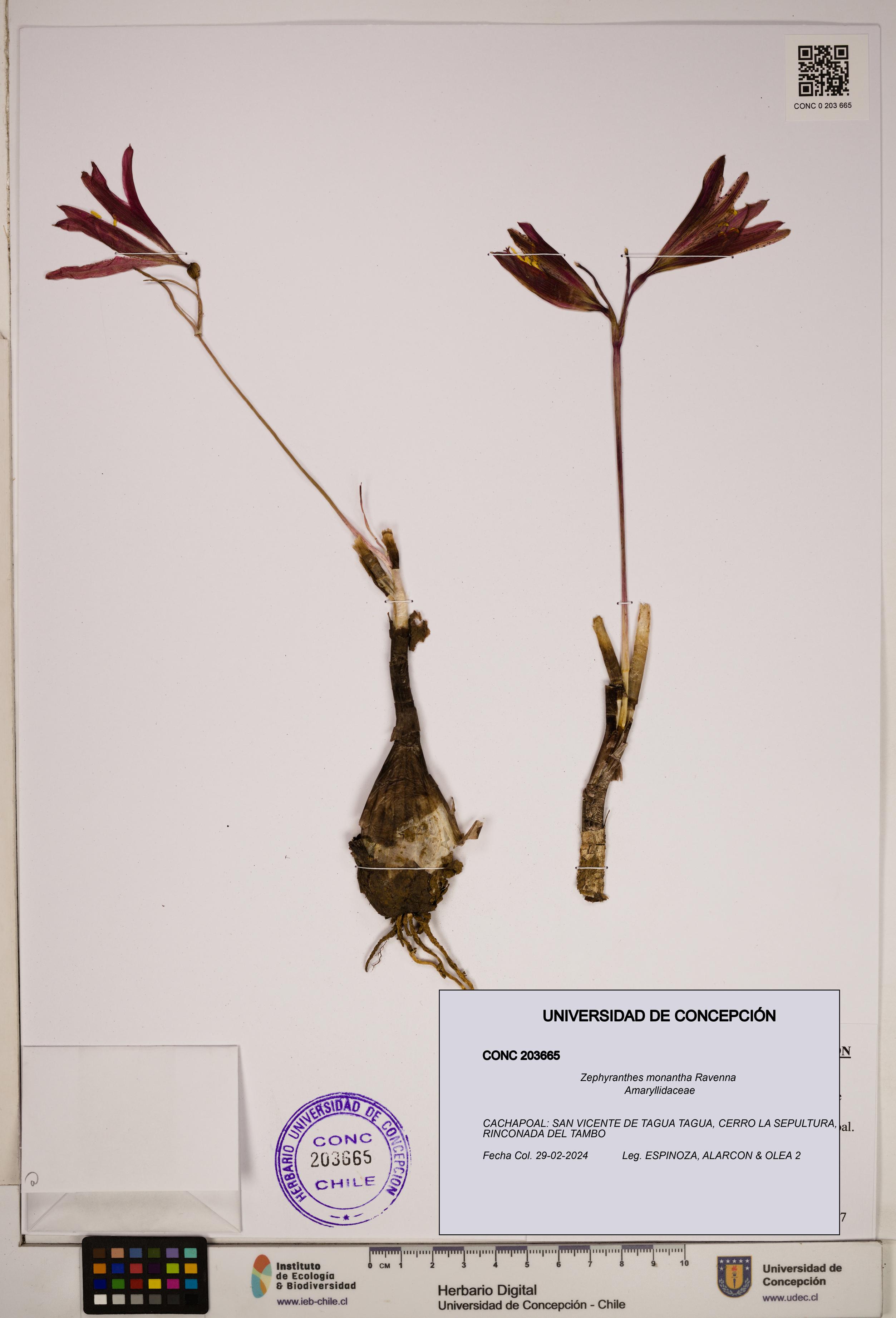 Zephyranthes monantha [Espécimen: ]