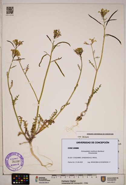 Schizopetalon maritimum [Espécimen: ]