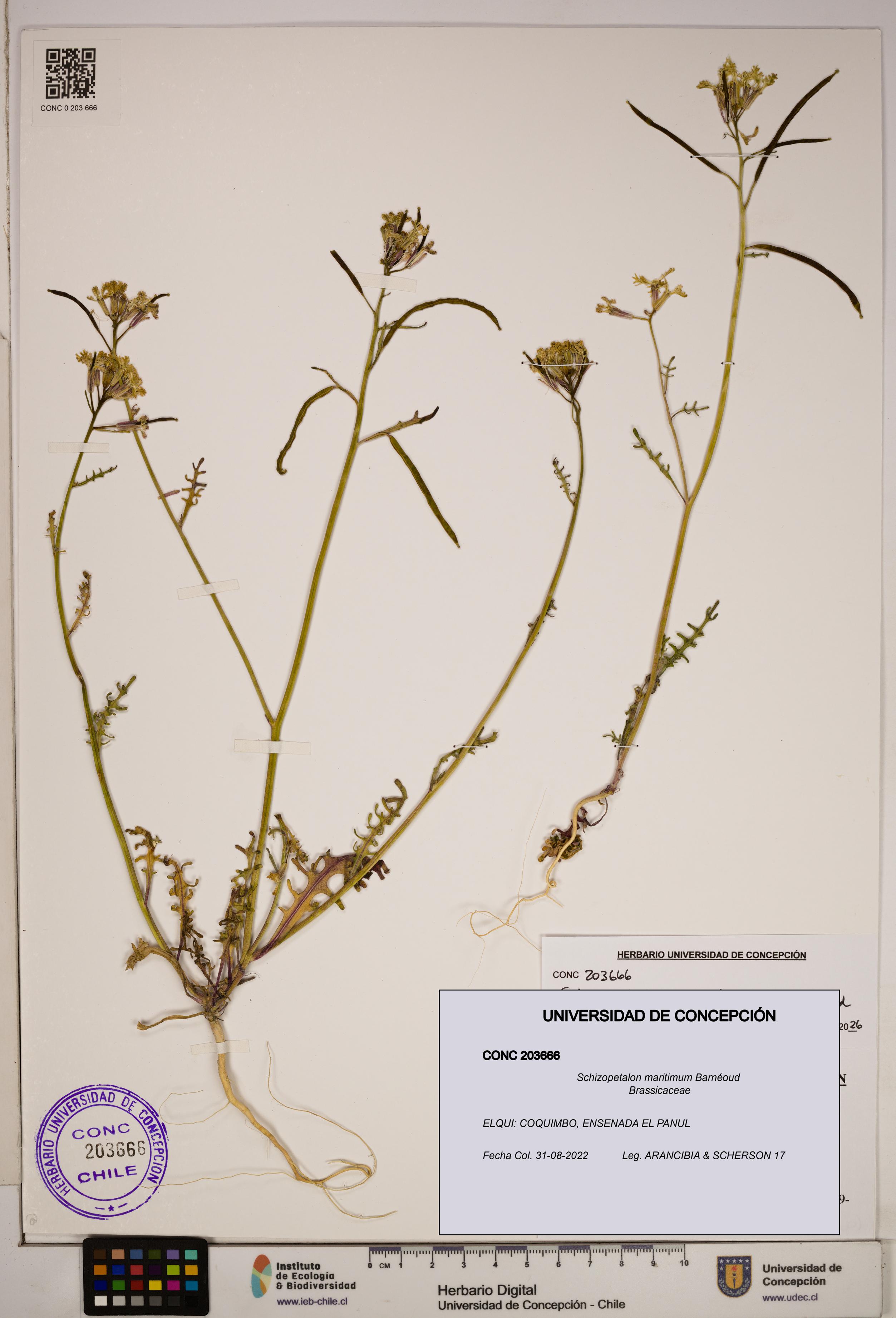 Schizopetalon maritimum [Espécimen: ]