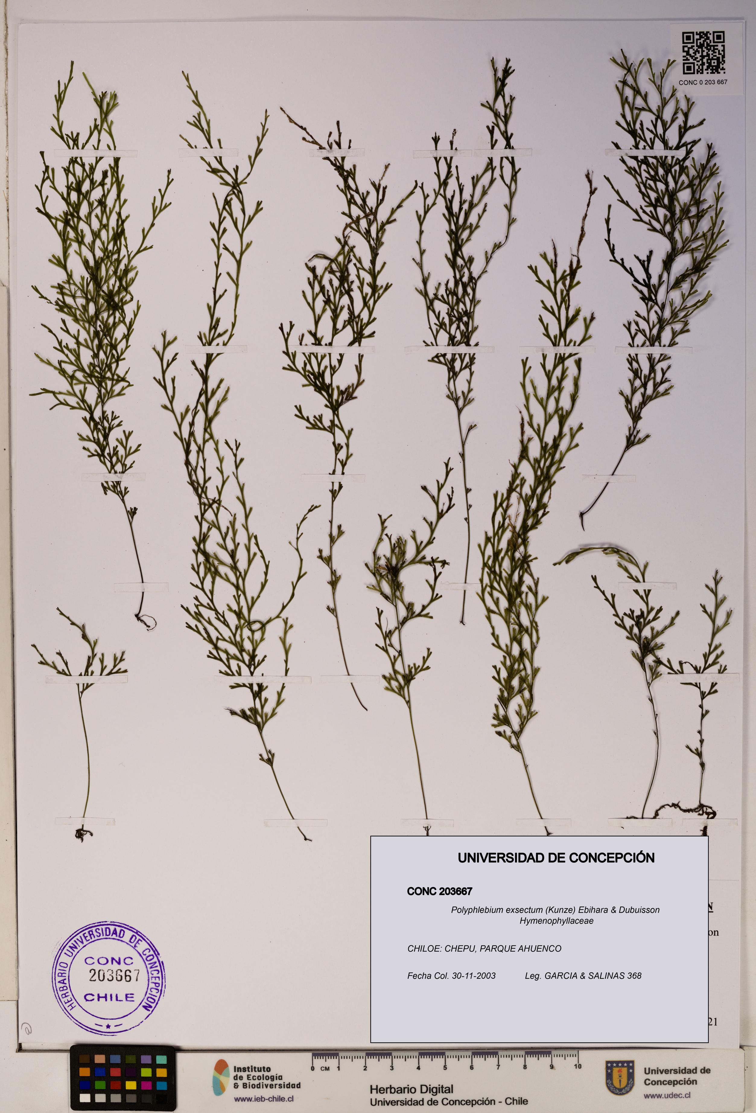 Polyphlebium exsectum [Espécimen: ]
