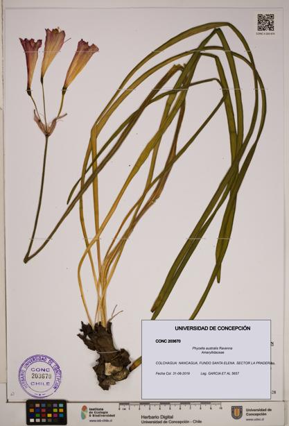 Phycella australis [Espécimen: ]