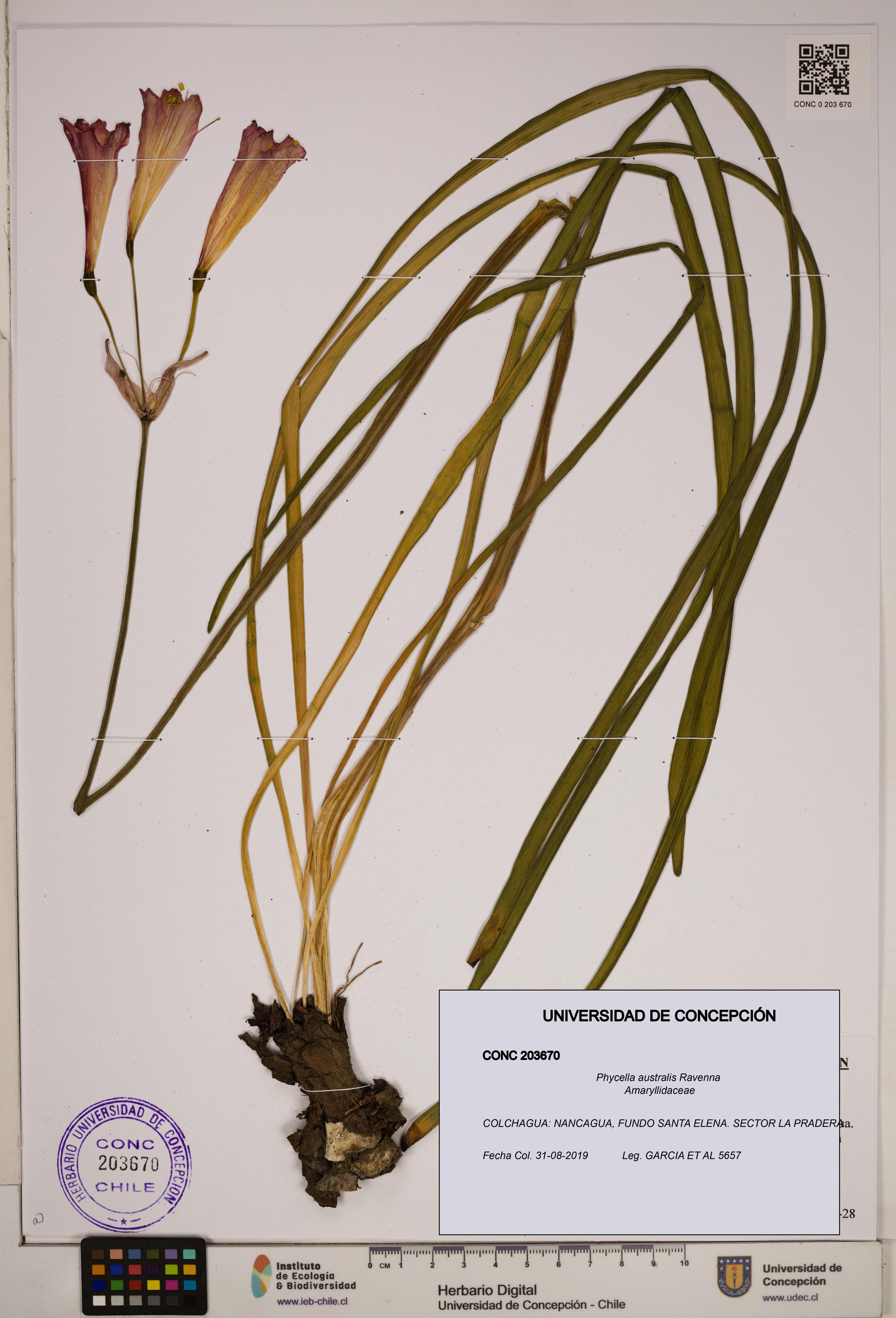 Phycella australis [Espécimen: ]