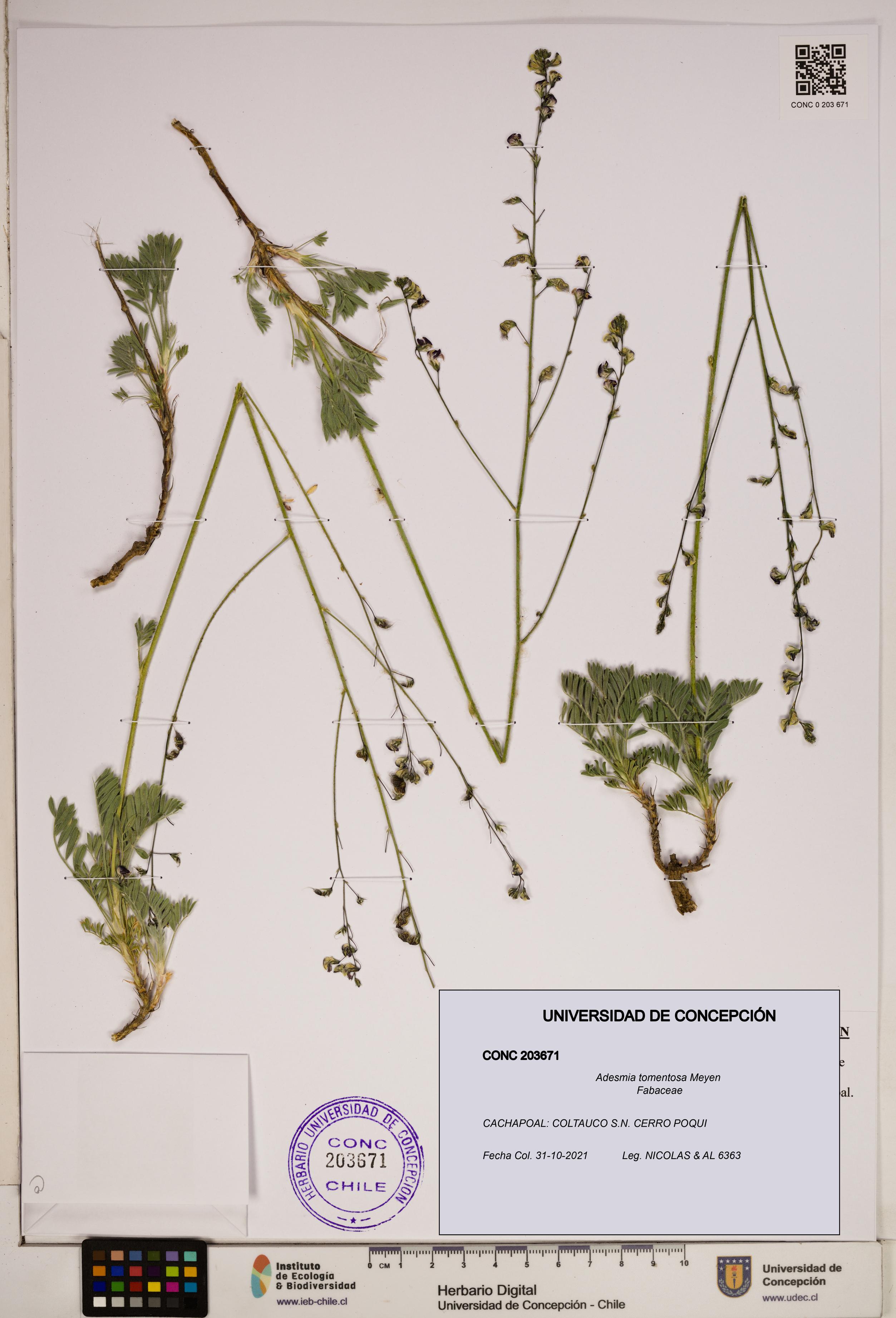 Adesmia tomentosa [Espécimen: ]