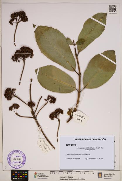 Hydrangea serratifolia [Espécimen: ]