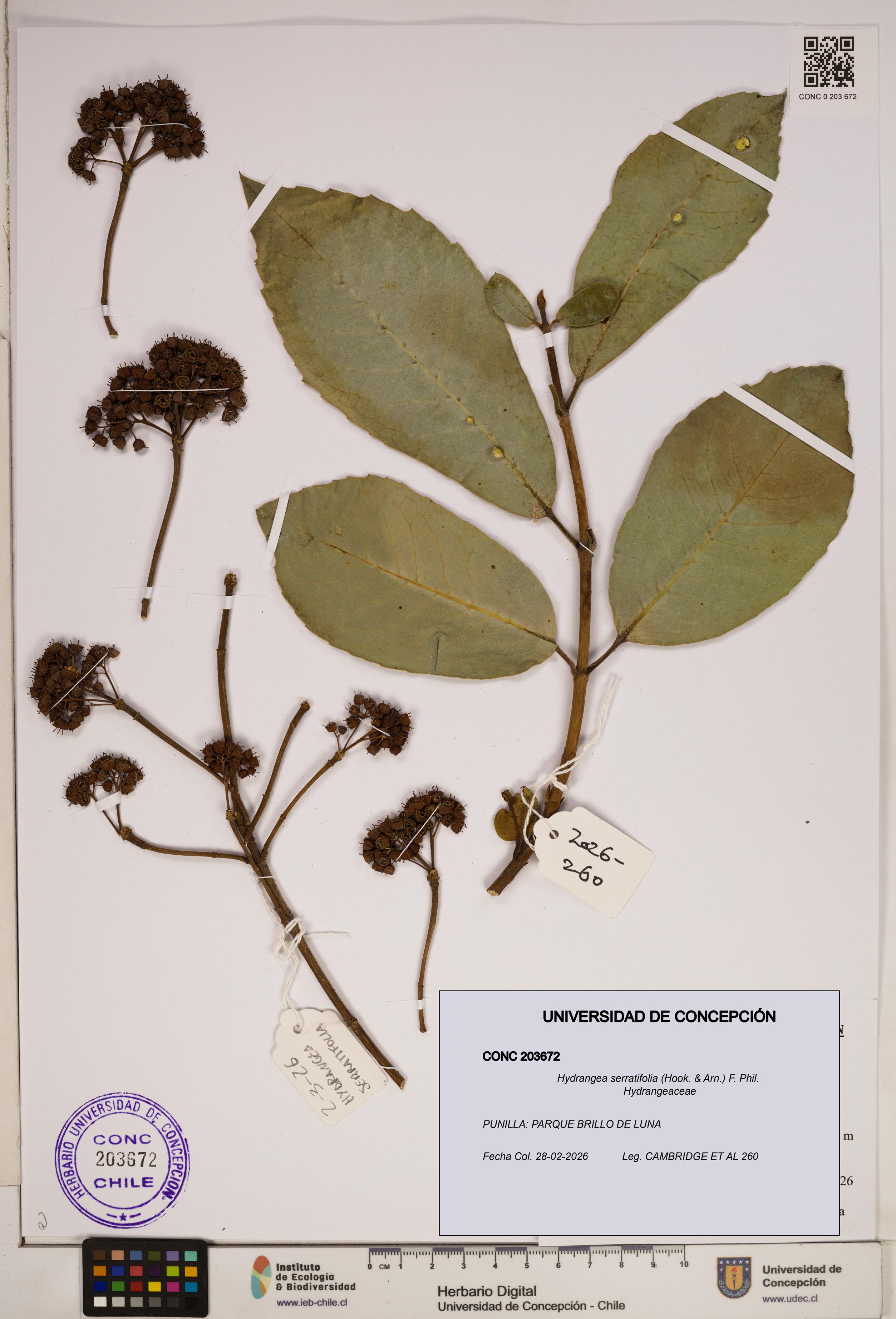 Hydrangea serratifolia [Espécimen: ]