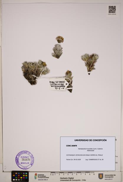Nardophyllum bryoides [Espécimen: ]