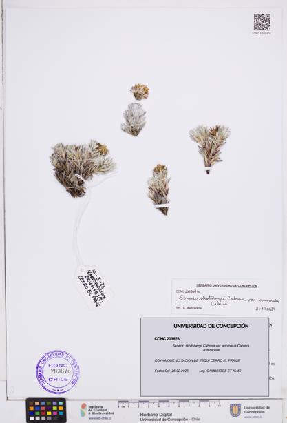 Senecio skottsbergii [Espécimen: ]