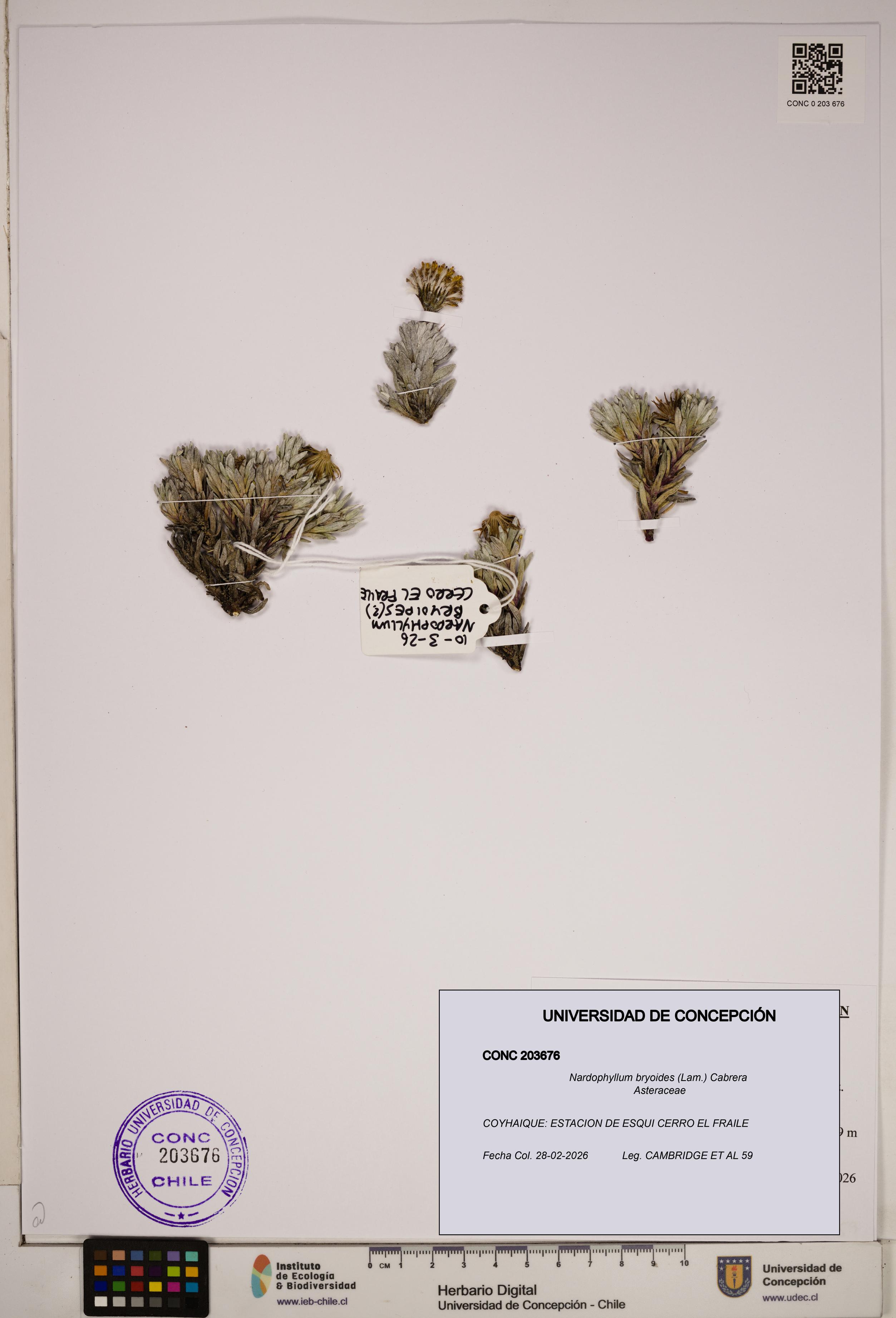 Nardophyllum bryoides [Espécimen: ]