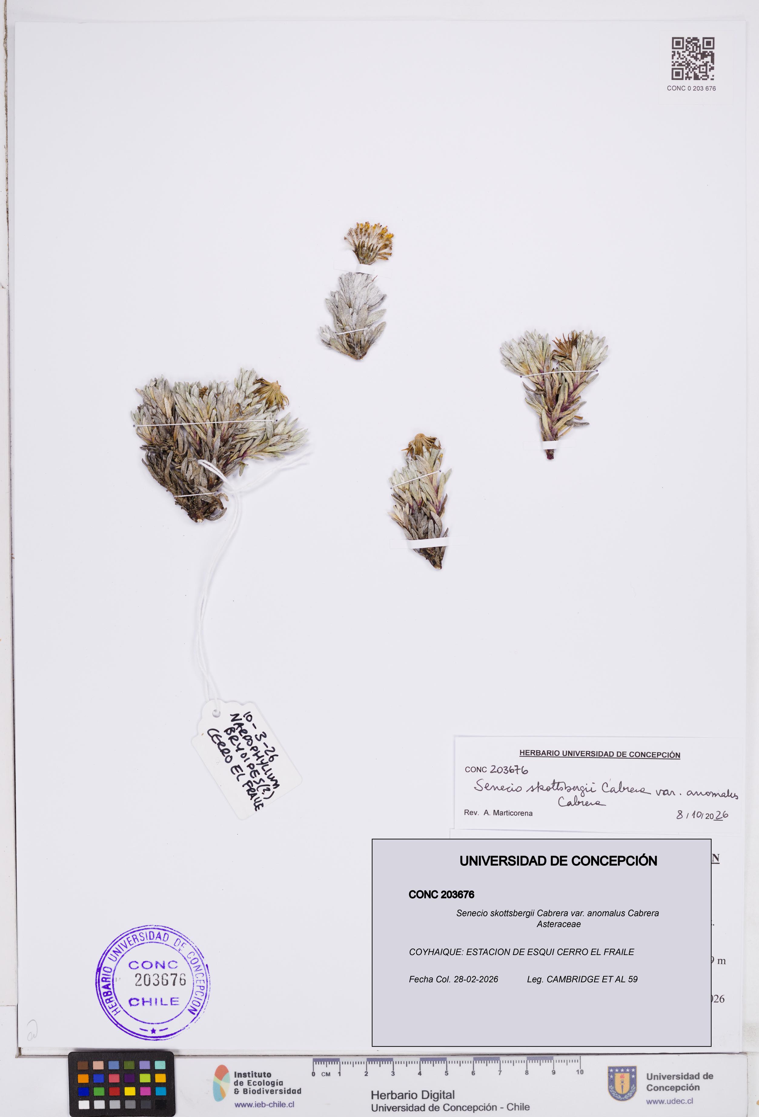 Senecio skottsbergii [Espécimen: ]
