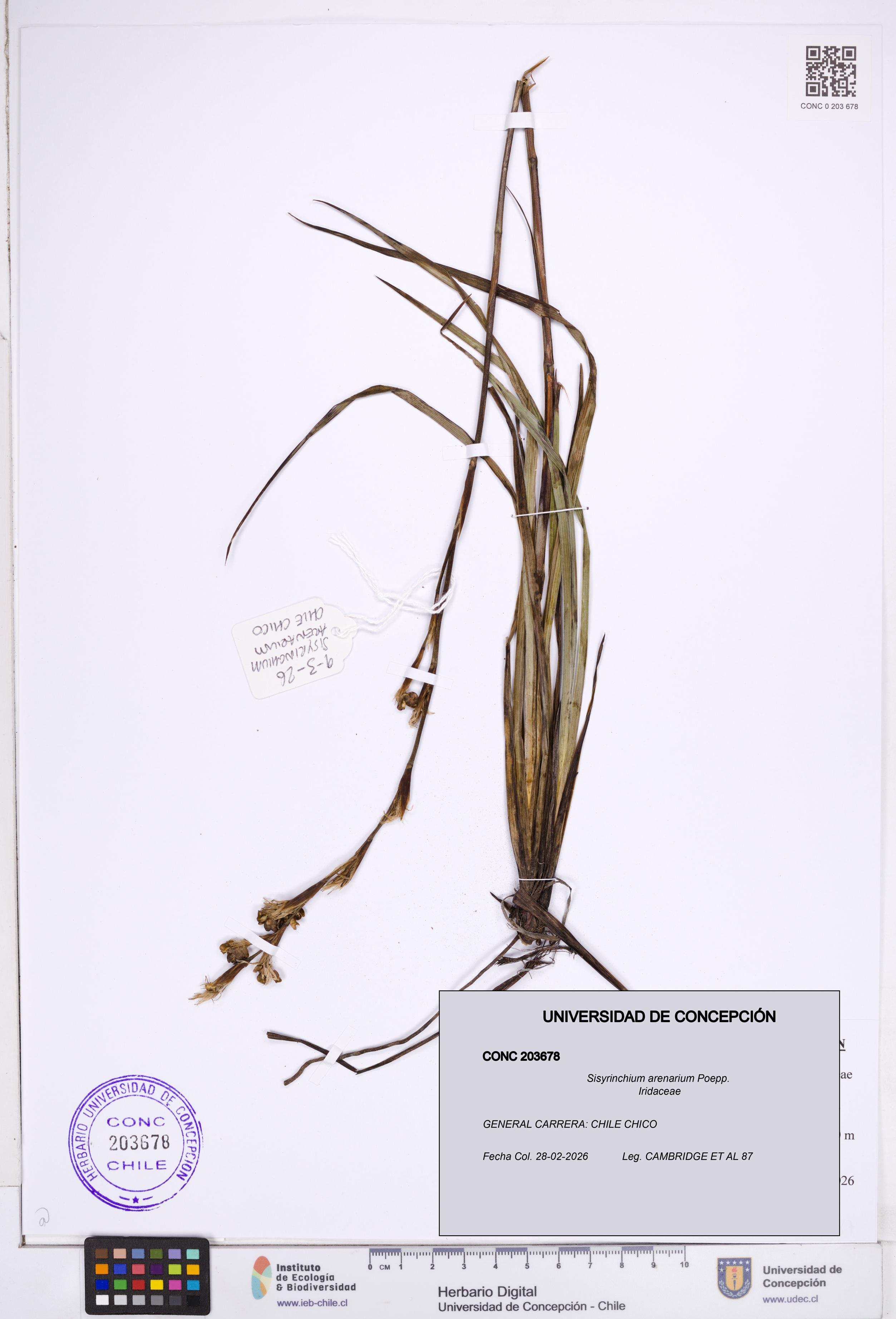 Sisyrinchium arenarium [Espécimen: ]