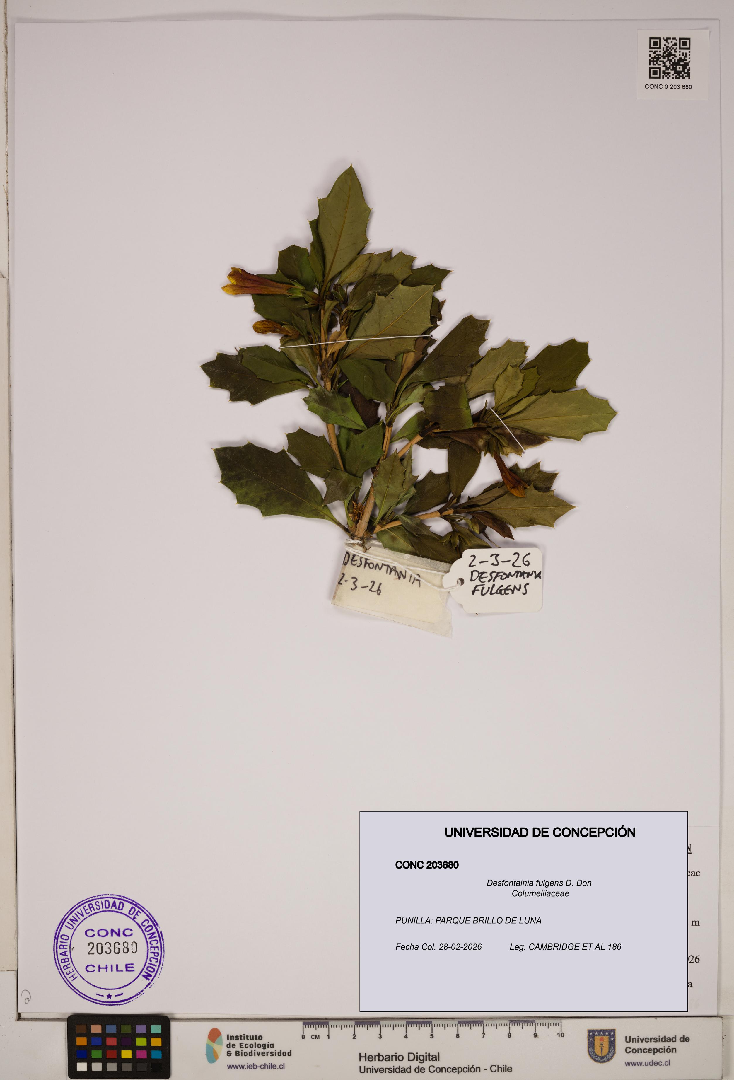 Desfontainia fulgens [Espécimen: ]