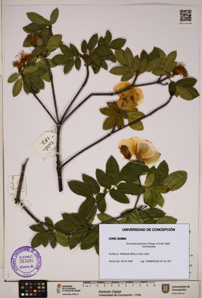 Eucryphia glutinosa [Espécimen: ]