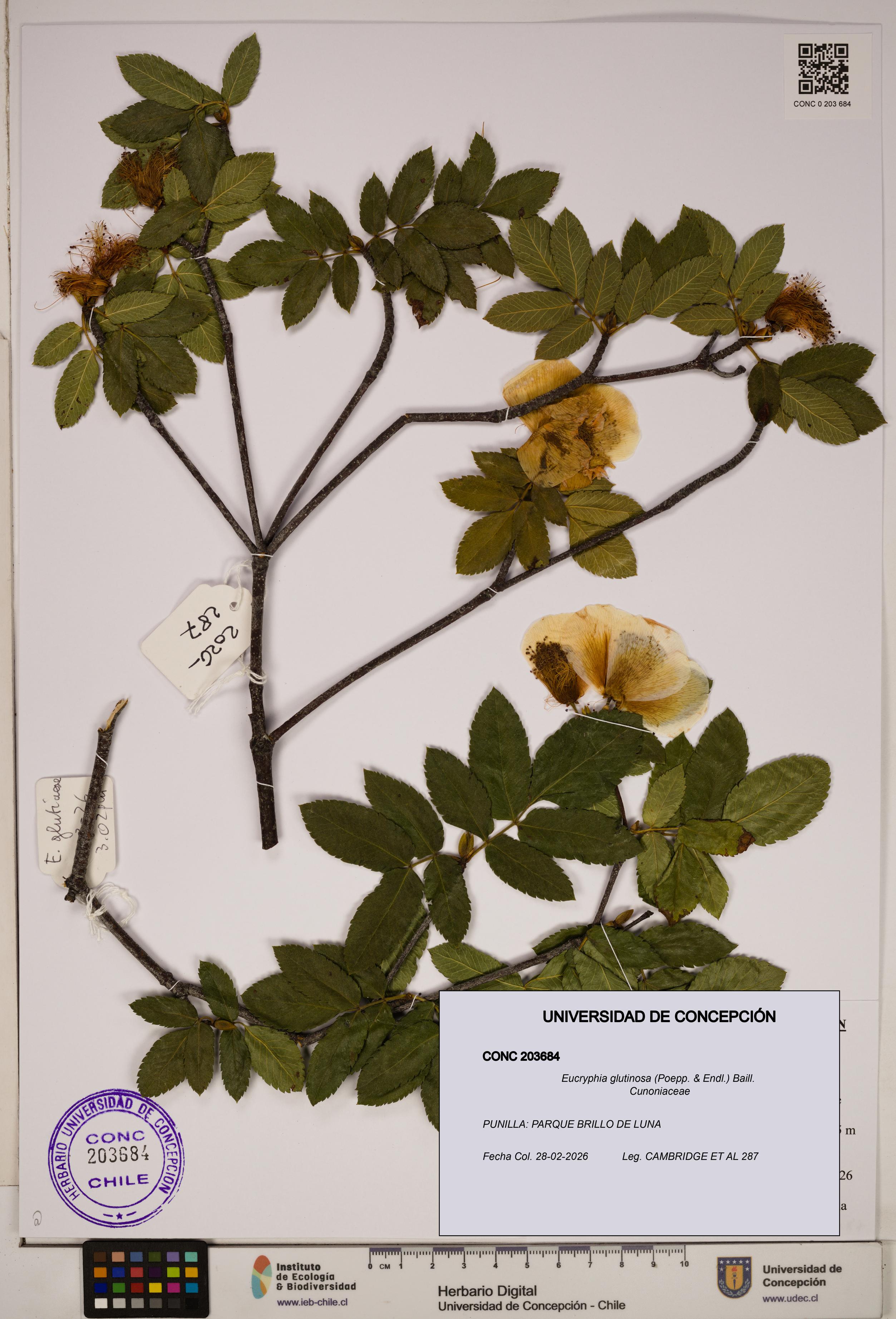 Eucryphia glutinosa [Espécimen: ]