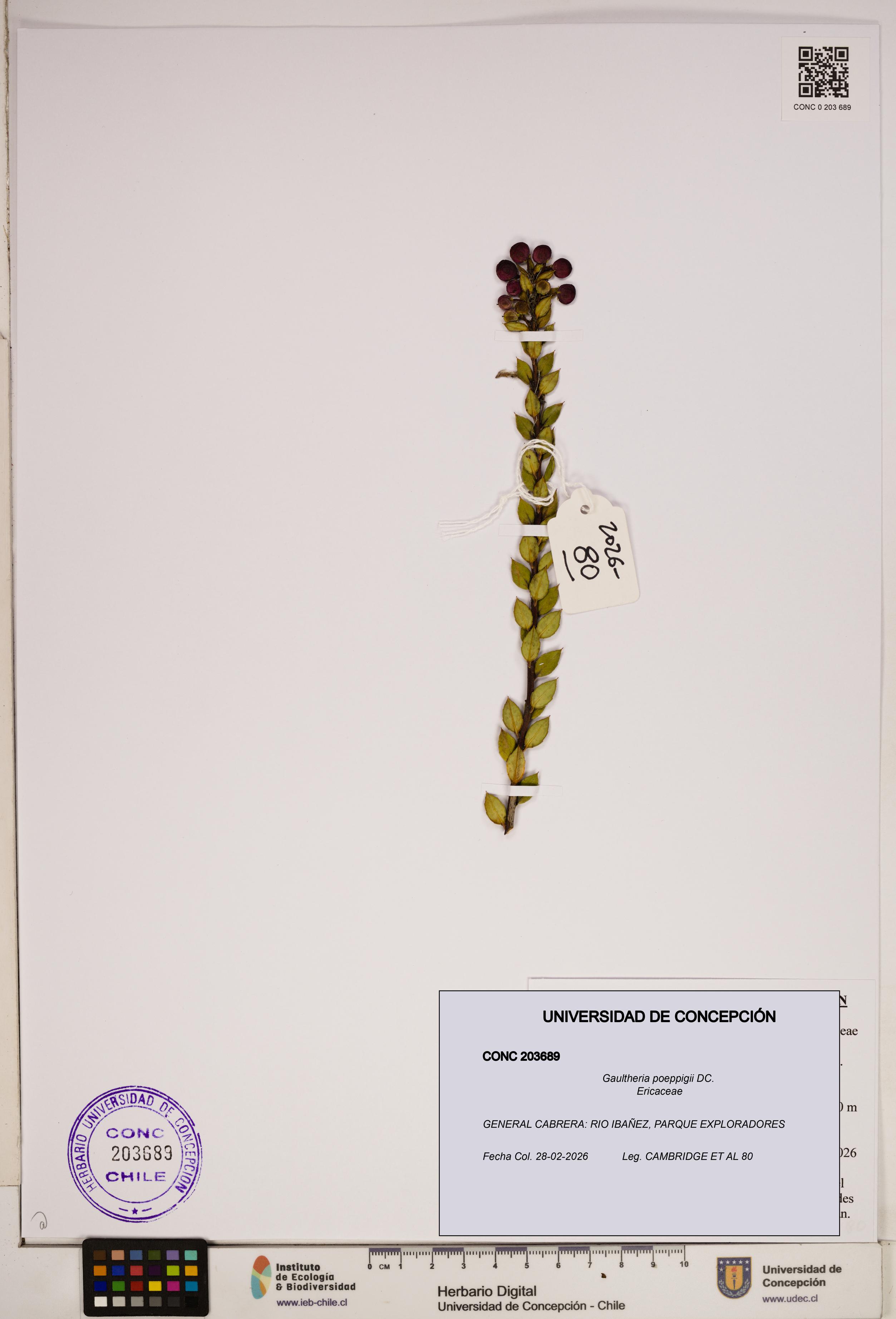 Gaultheria poeppigii [Espécimen: ]