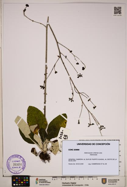 Adenocaulon chilense [Espécimen: ]
