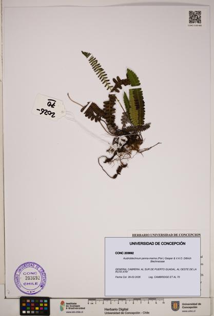 Austroblechnum penna-marina [Espécimen: ]