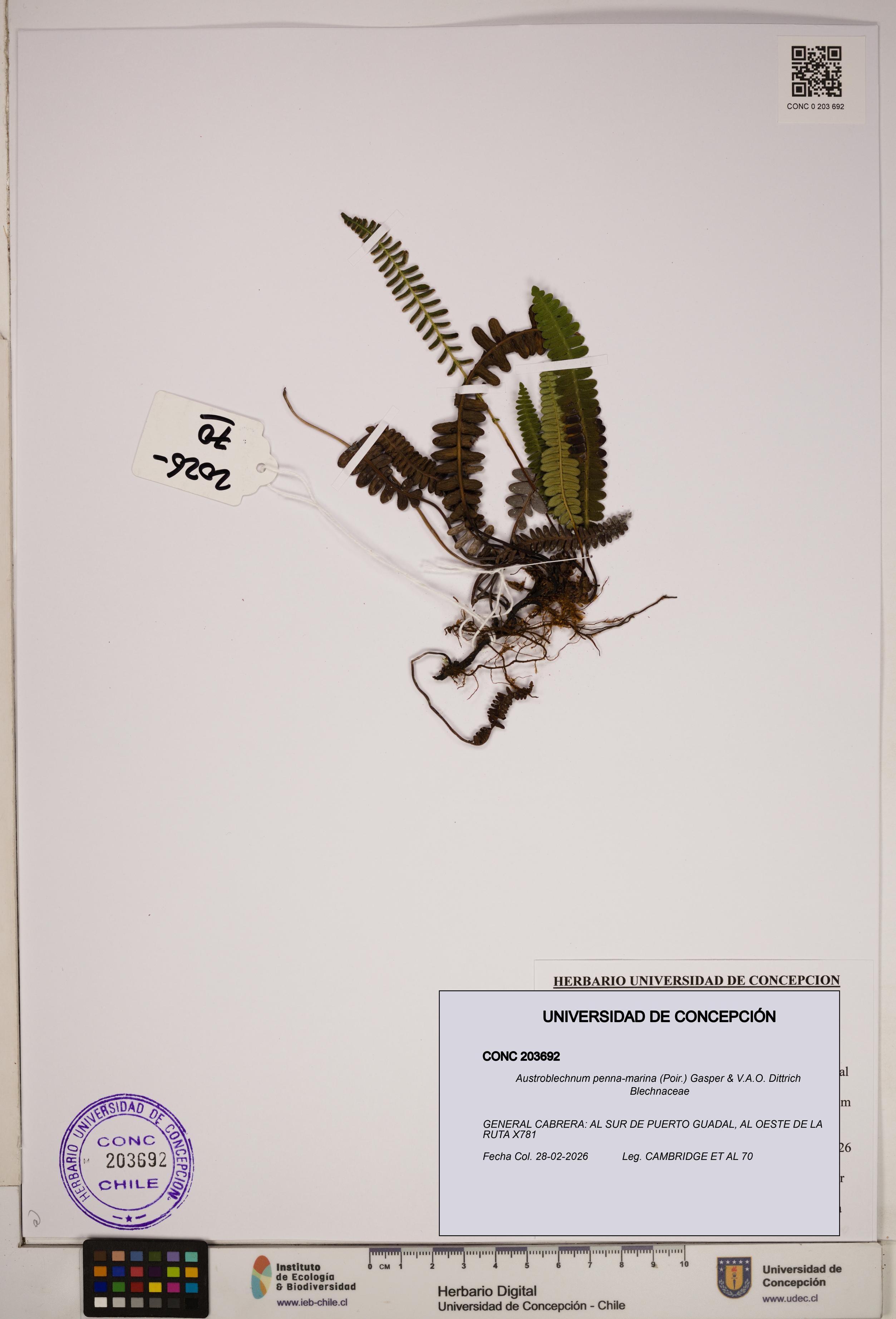 Austroblechnum penna-marina [Espécimen: ]