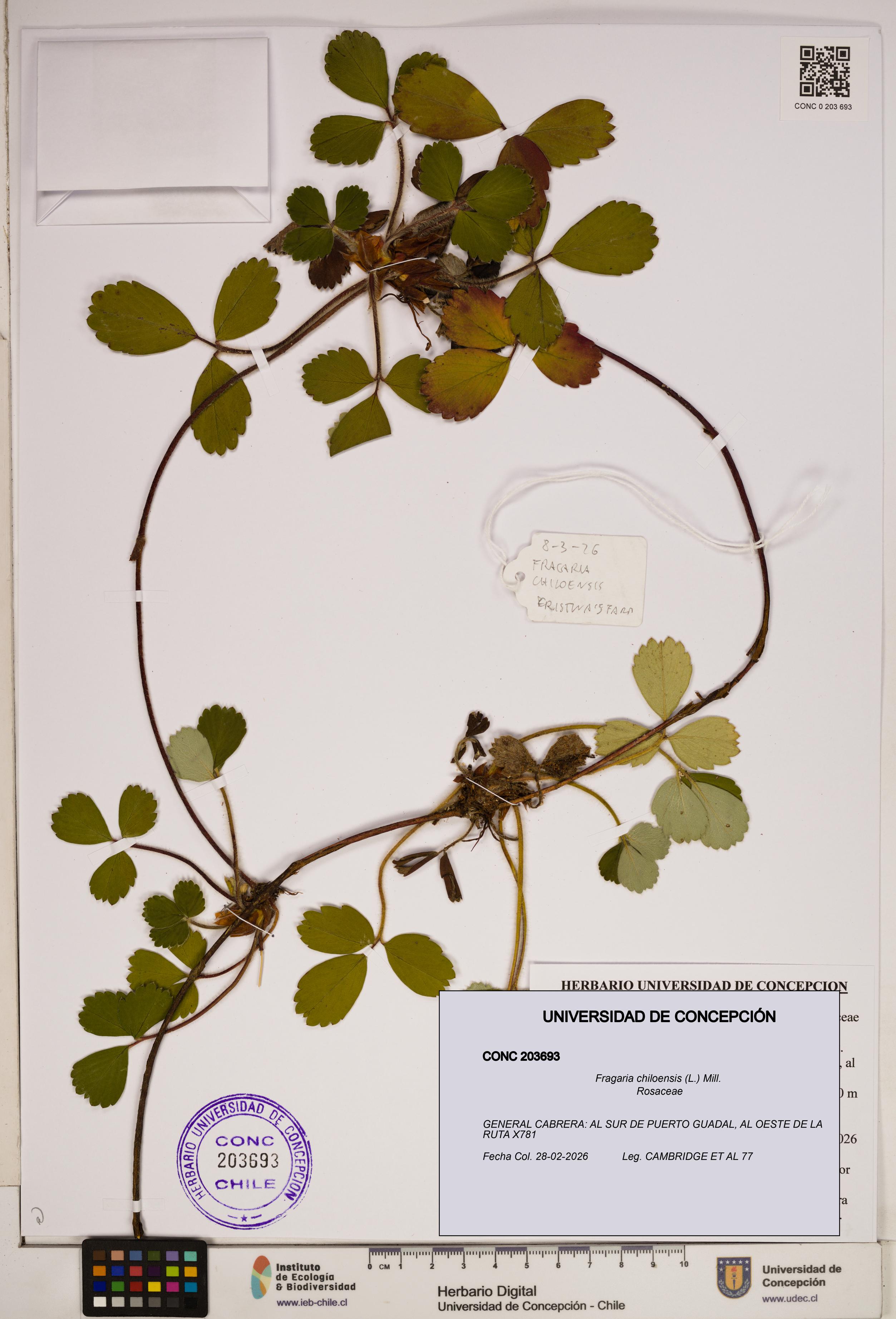 Fragaria chiloensis [Espécimen: ]