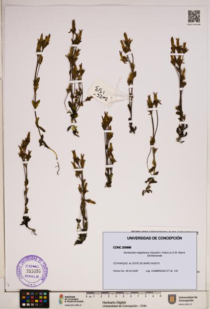Gentianella magellanica [Espécimen: ]