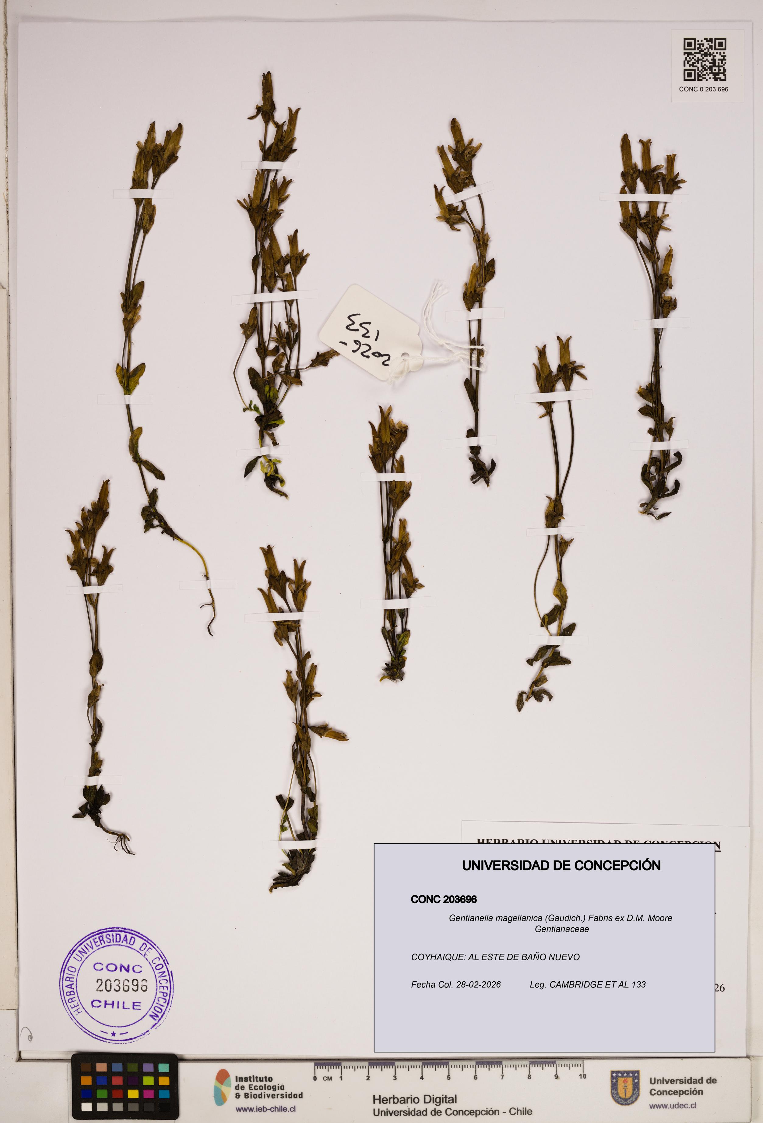 Gentianella magellanica [Espécimen: ]