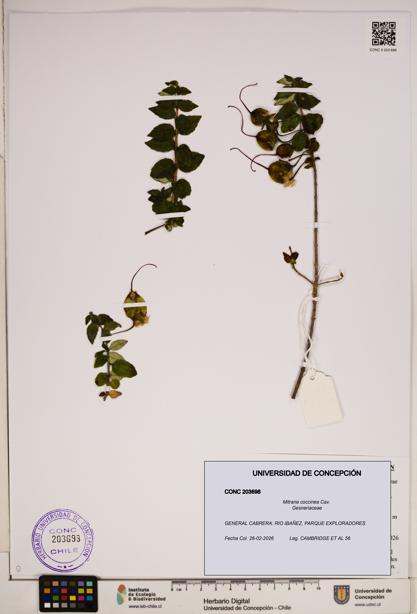 Mitraria coccinea [Espécimen: ]