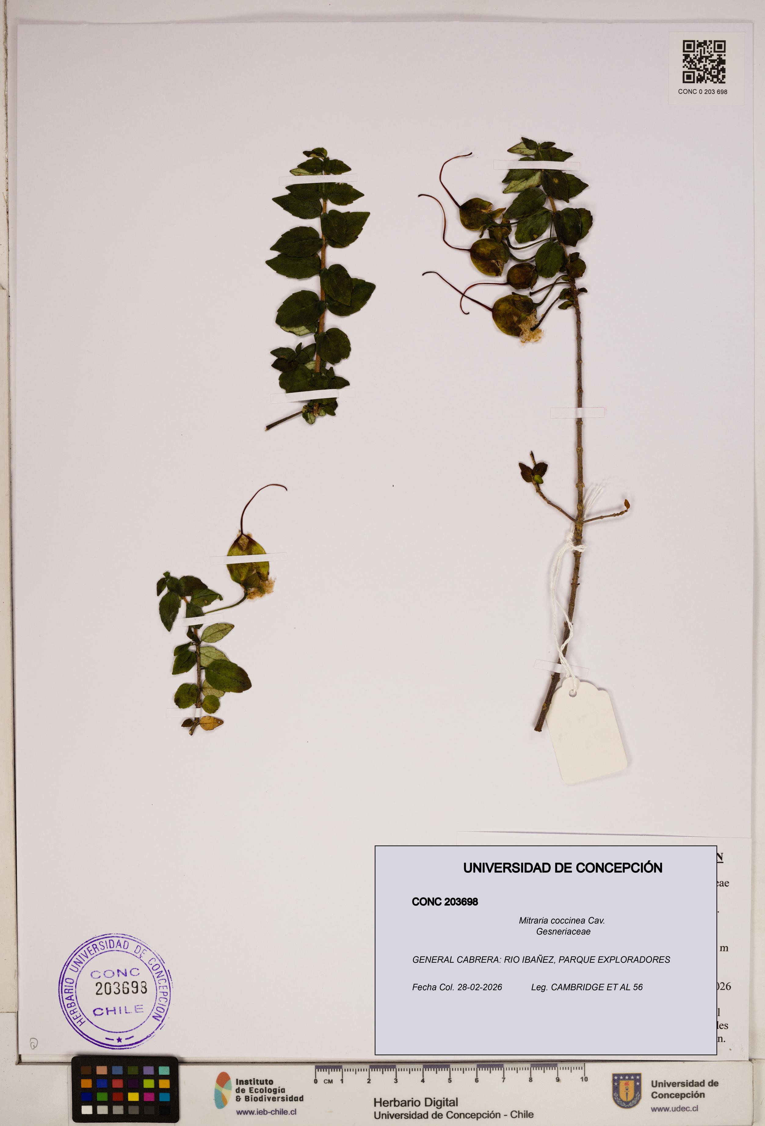Mitraria coccinea [Espécimen: ]
