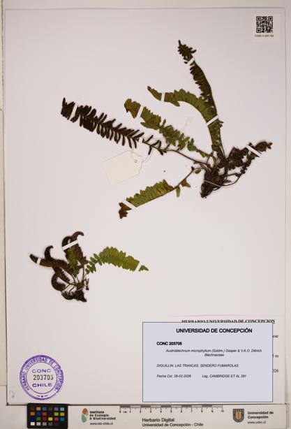 Austroblechnum microphyllum [Espécimen: ]