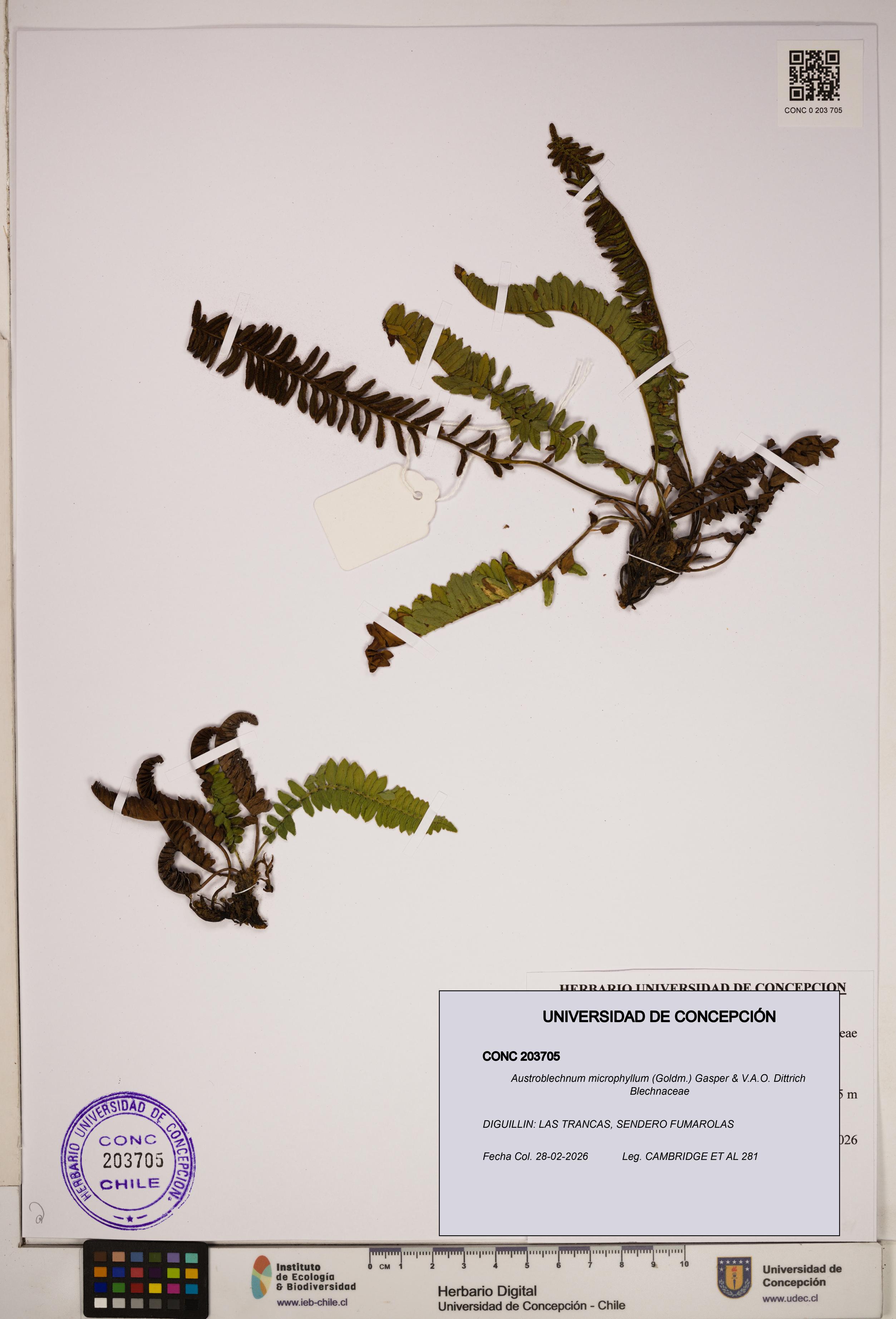Austroblechnum microphyllum [Espécimen: ]