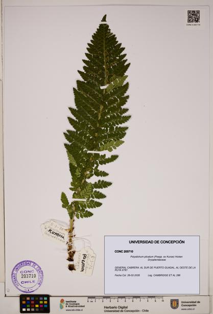 Polystichum plicatum [Espécimen: ]