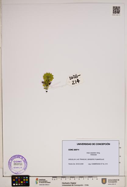 Viola cotyledon [Espécimen: ]