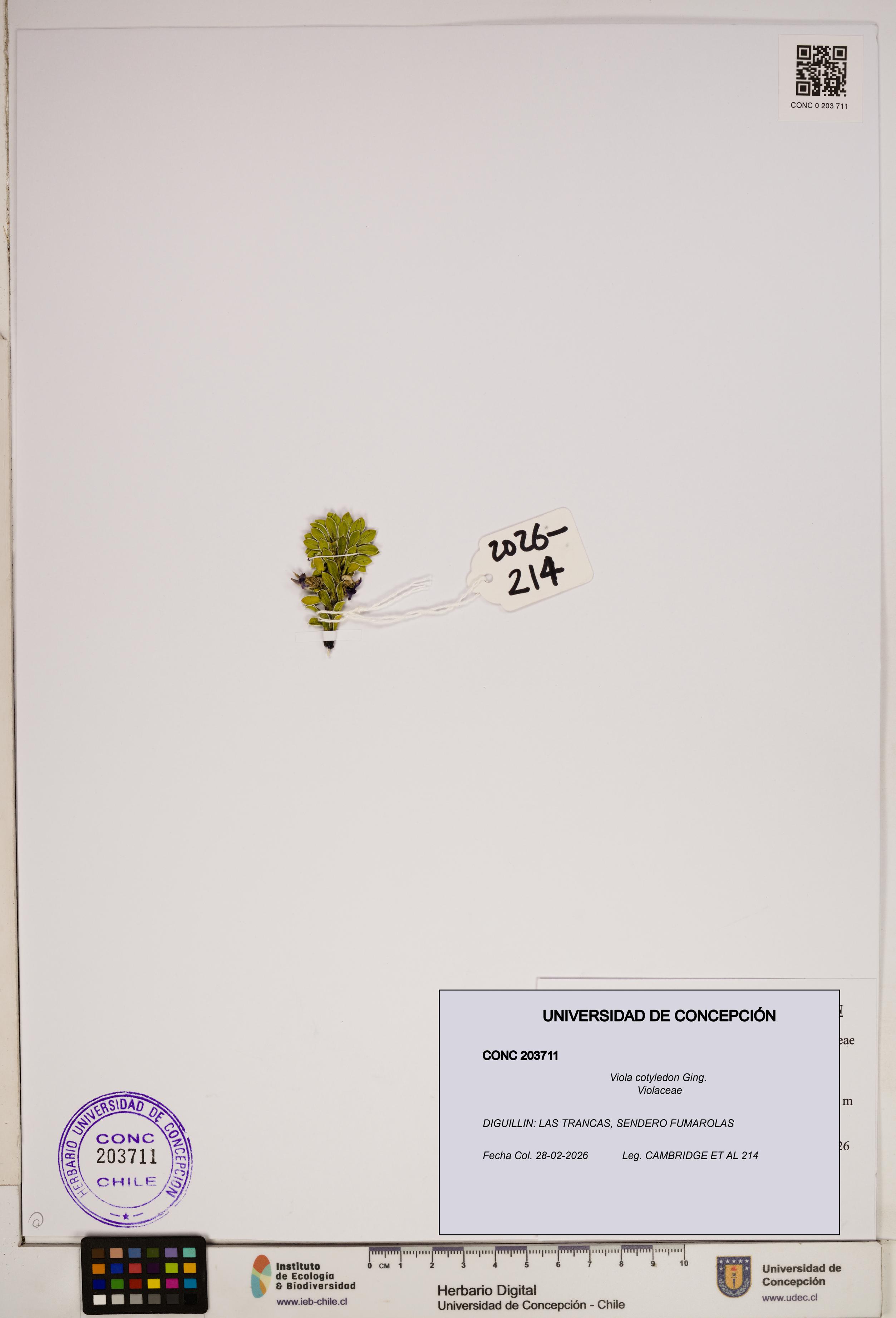 Viola cotyledon [Espécimen: ]