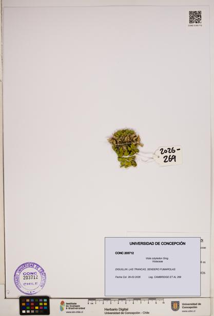 Viola cotyledon [Espécimen: ]