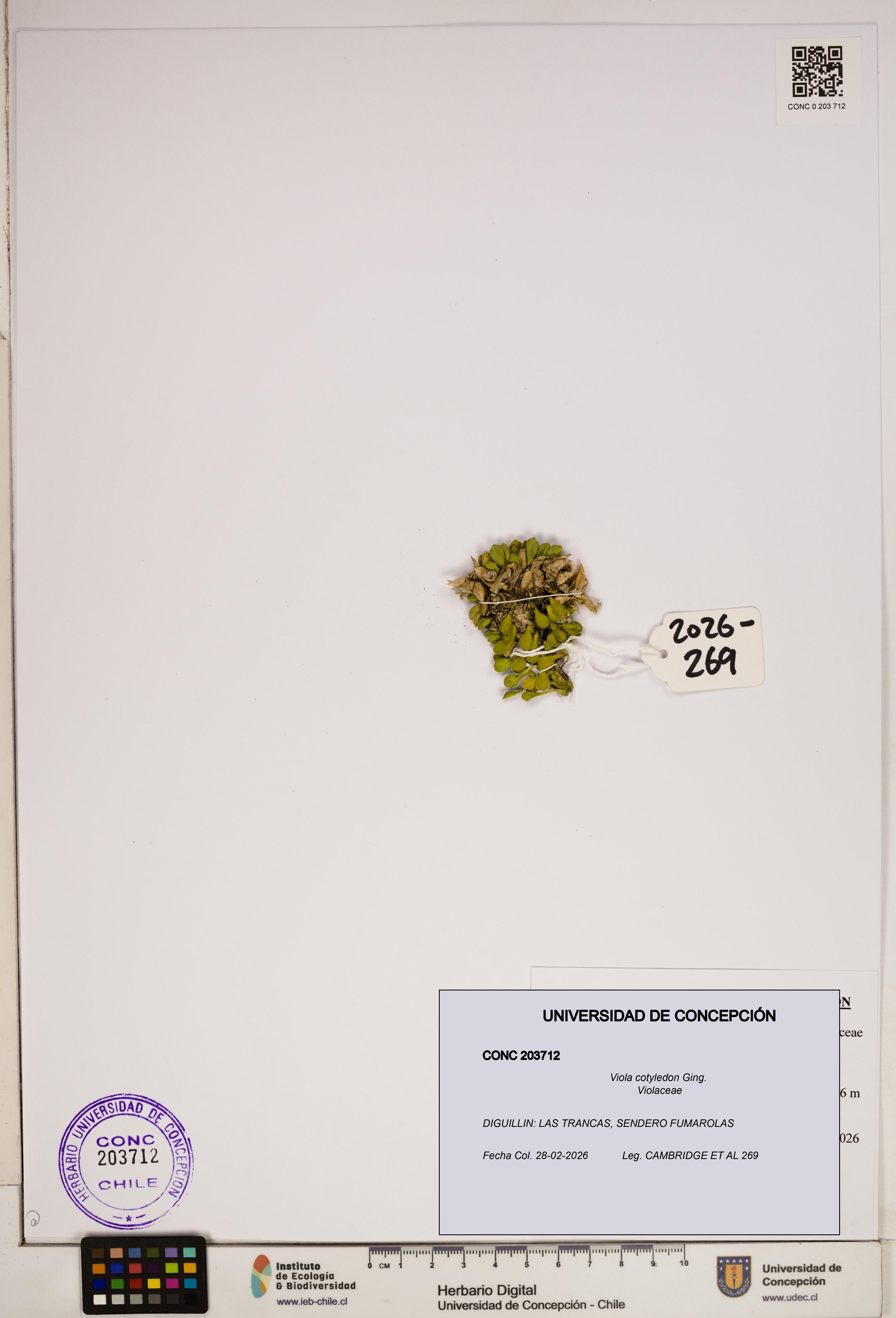 Viola cotyledon [Espécimen: ]