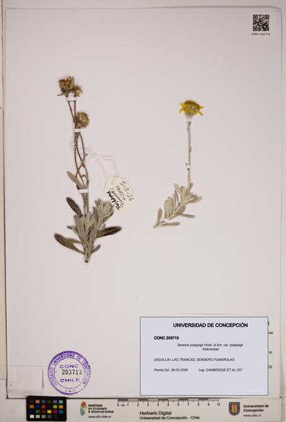 Senecio poeppigii var. poeppigii [Espécimen: ]