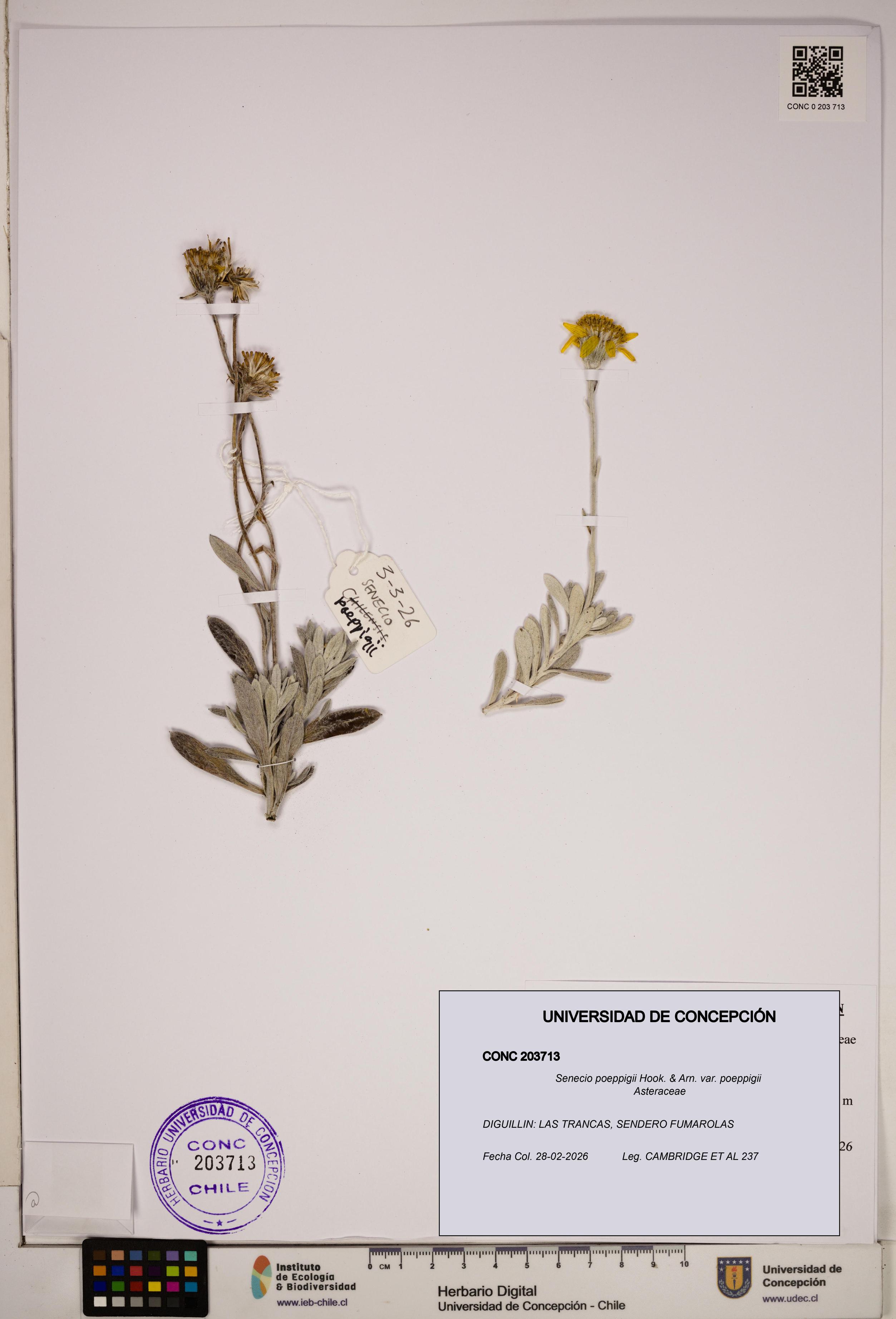 Senecio poeppigii var. poeppigii [Espécimen: ]