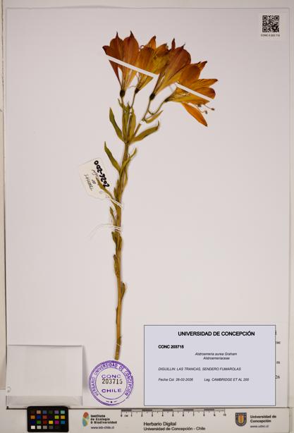 Alstroemeria aurea [Espécimen: ]