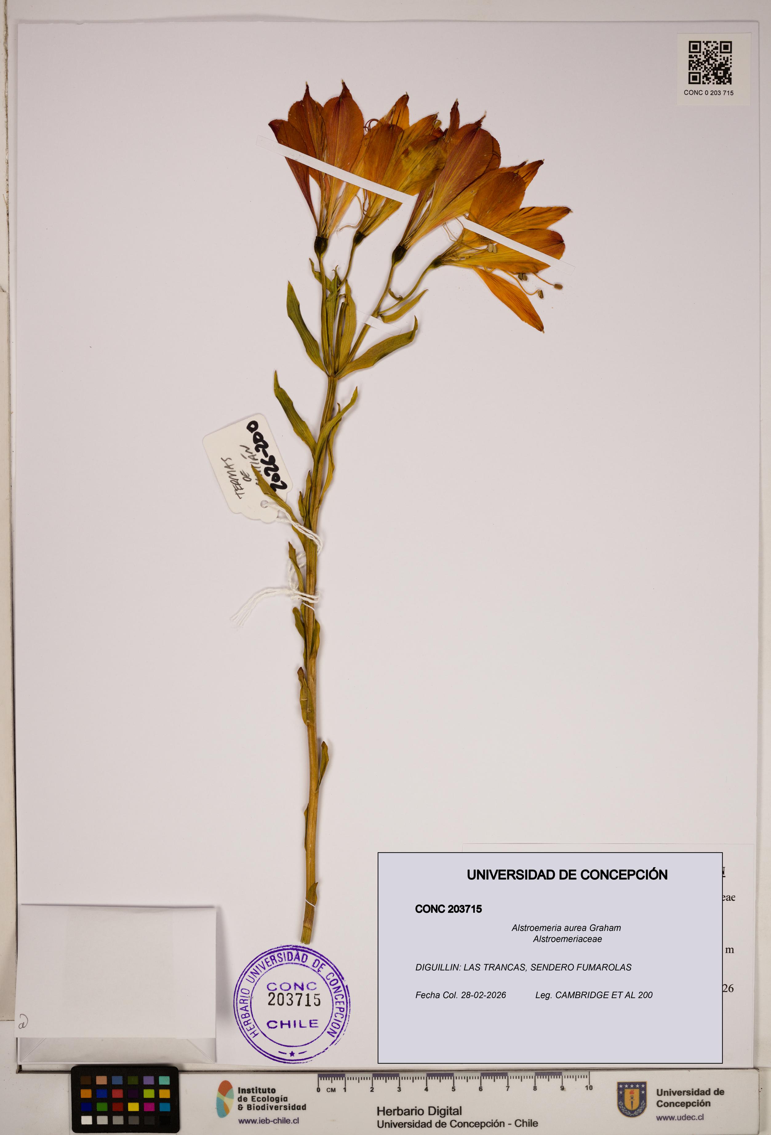 Alstroemeria aurea [Espécimen: ]