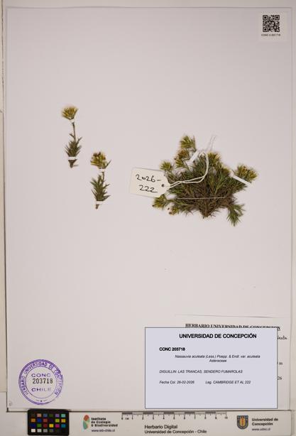 Nassauvia aculeata [Espécimen: ]