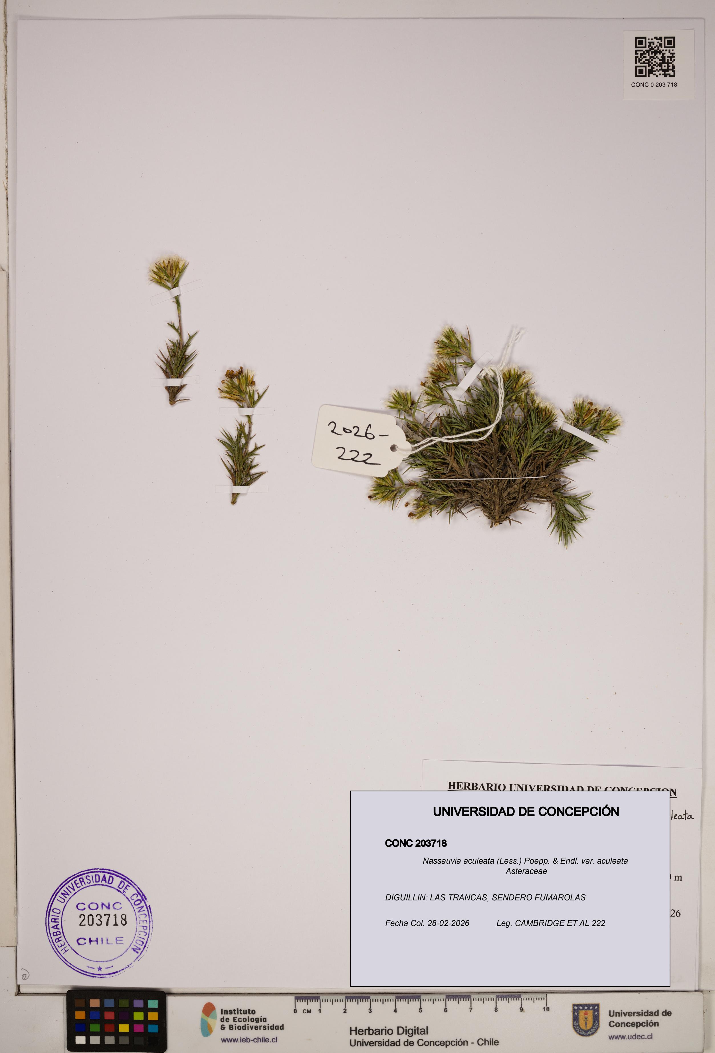 Nassauvia aculeata [Espécimen: ]