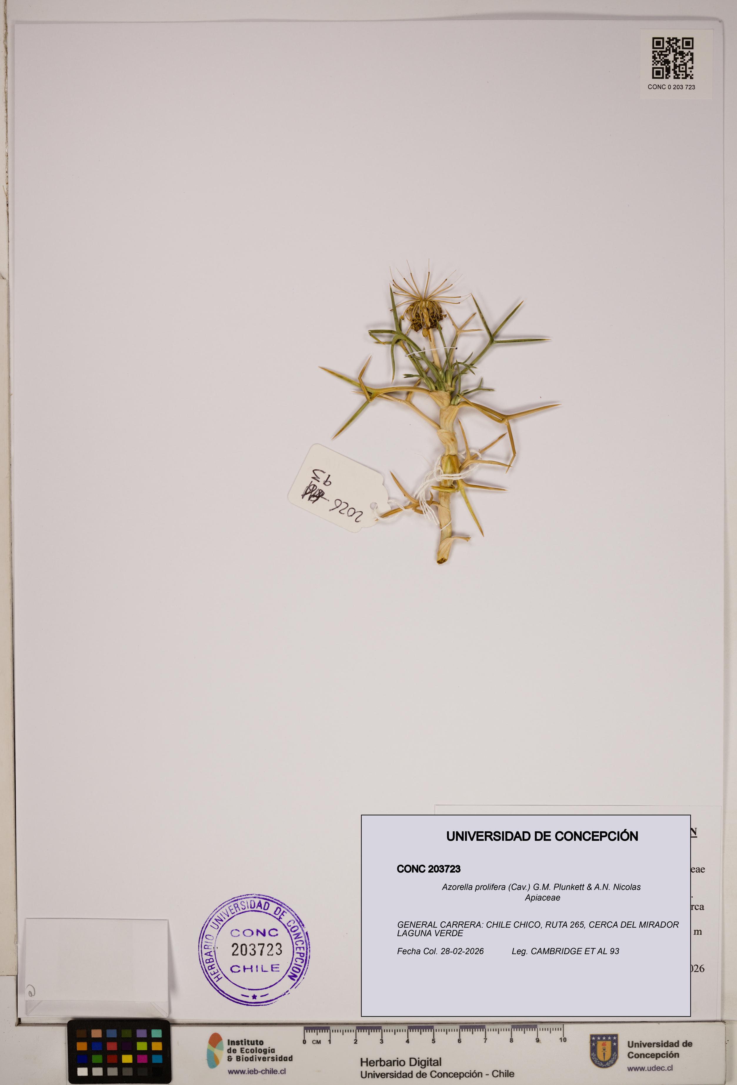 Azorella prolifera [Espécimen: ]