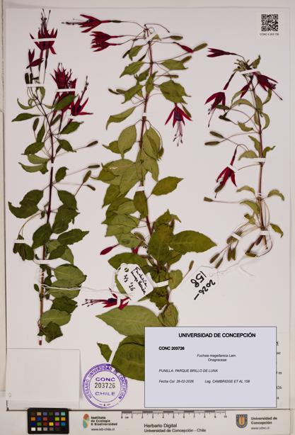 Fuchsia magellanica [Espécimen: ]