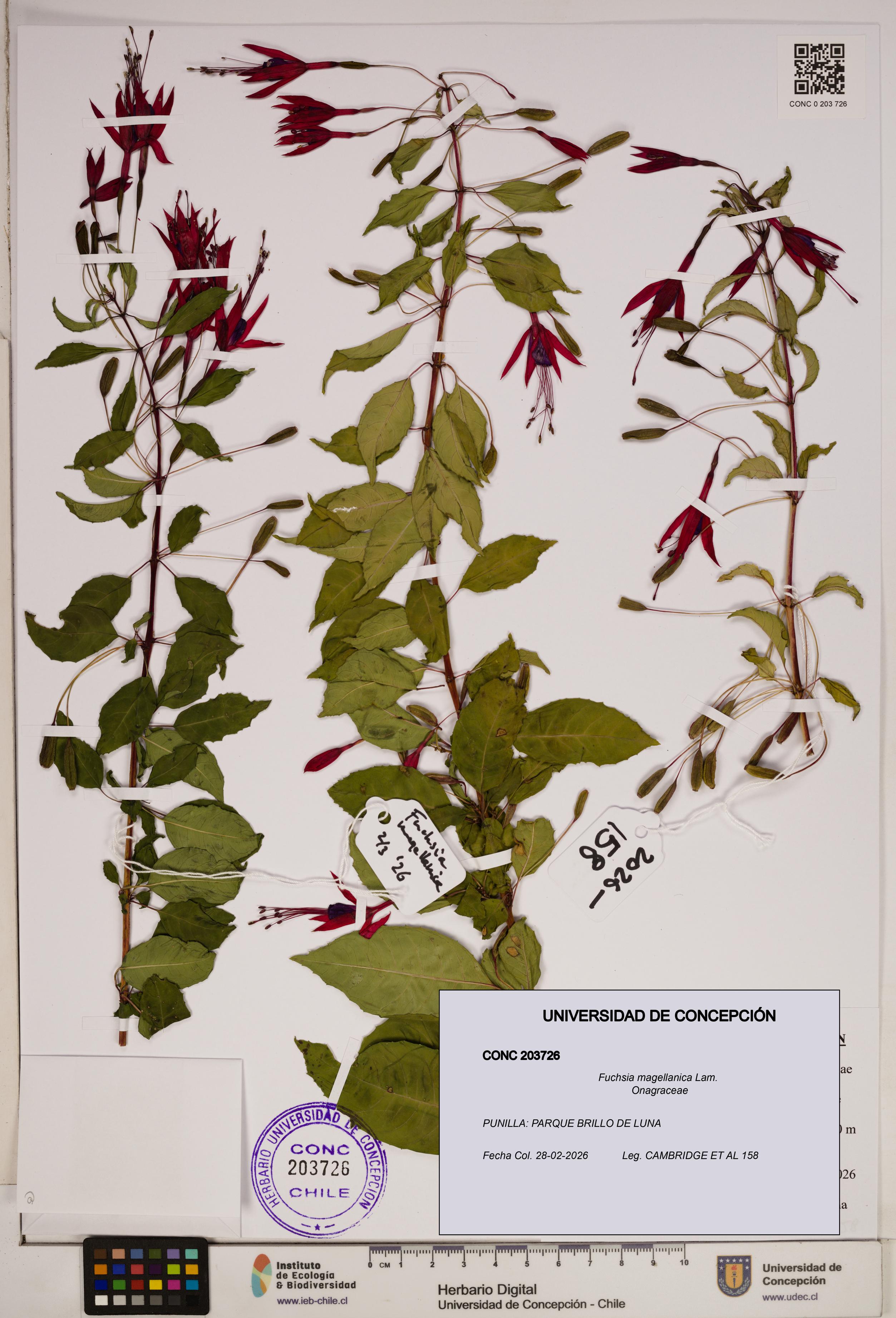 Fuchsia magellanica [Espécimen: ]