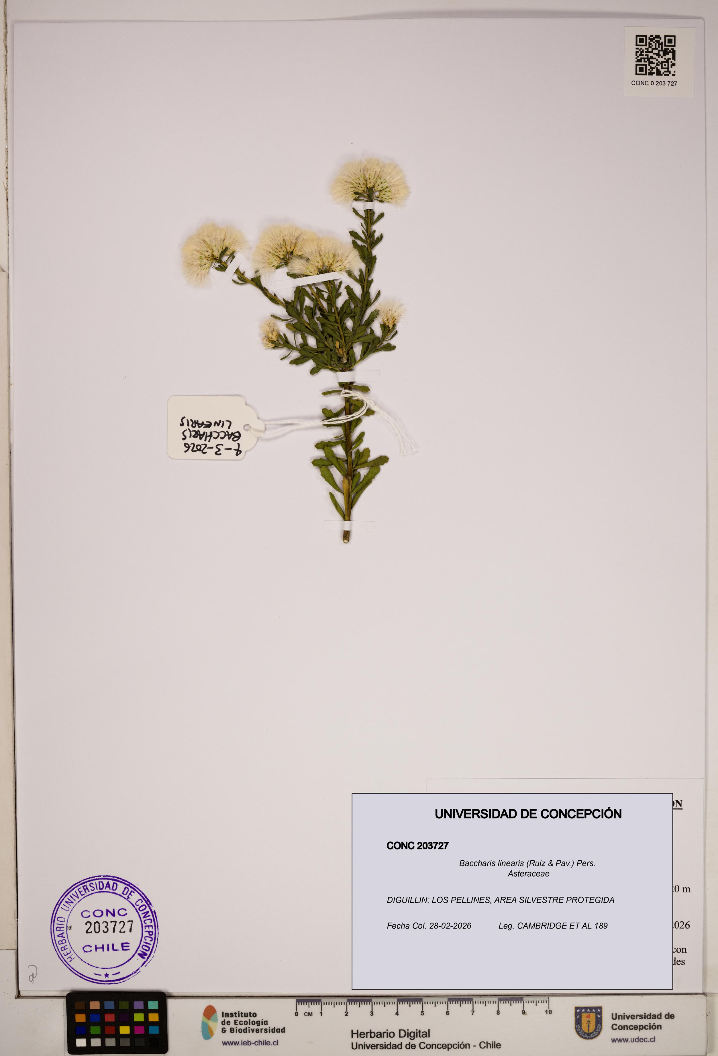 Baccharis linearis [Espécimen: ]