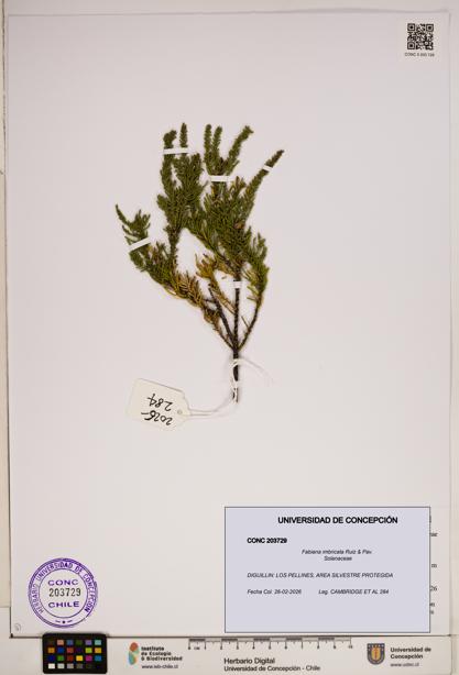 Fabiana imbricata [Espécimen: ]