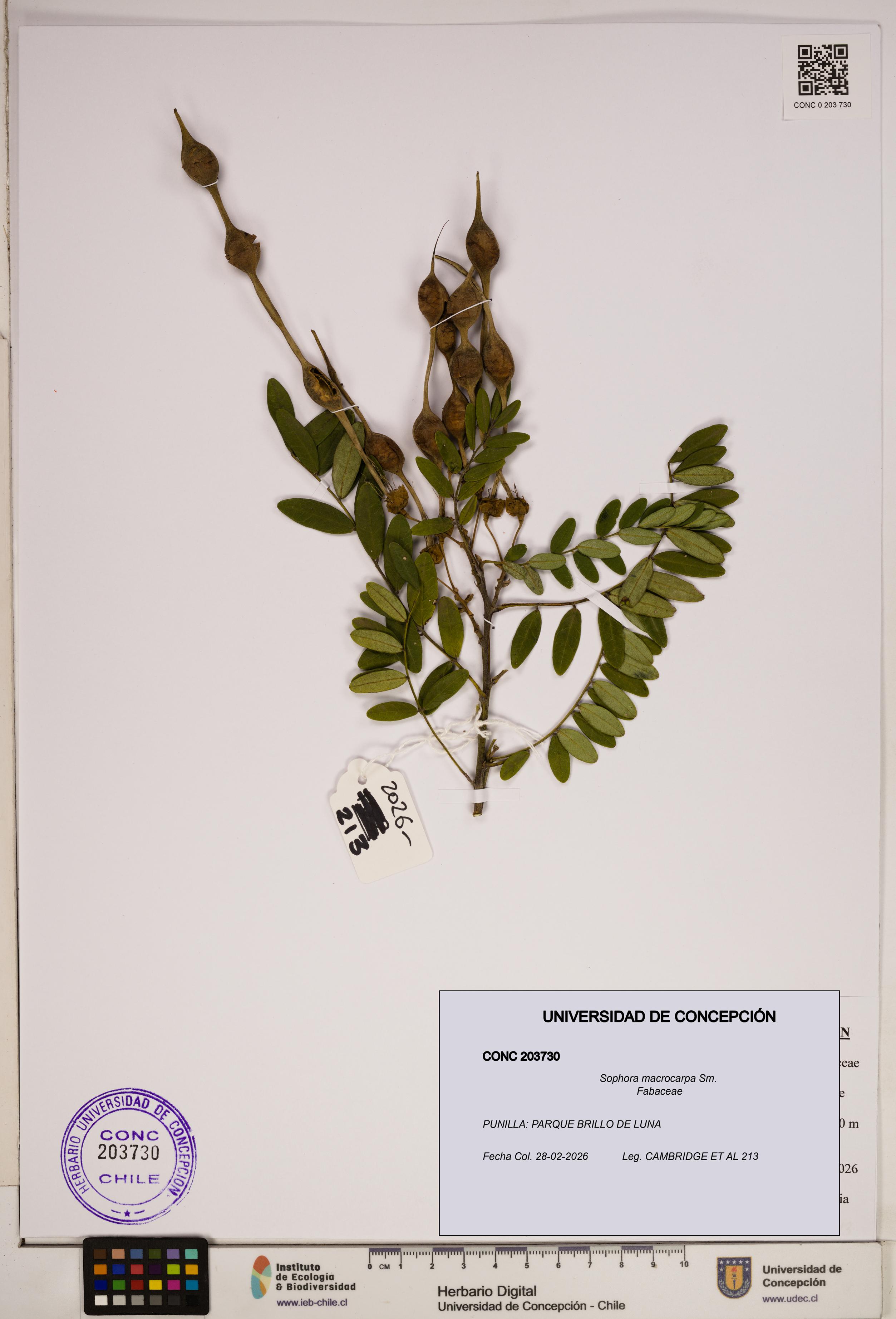 Sophora macrocarpa [Espécimen: ]