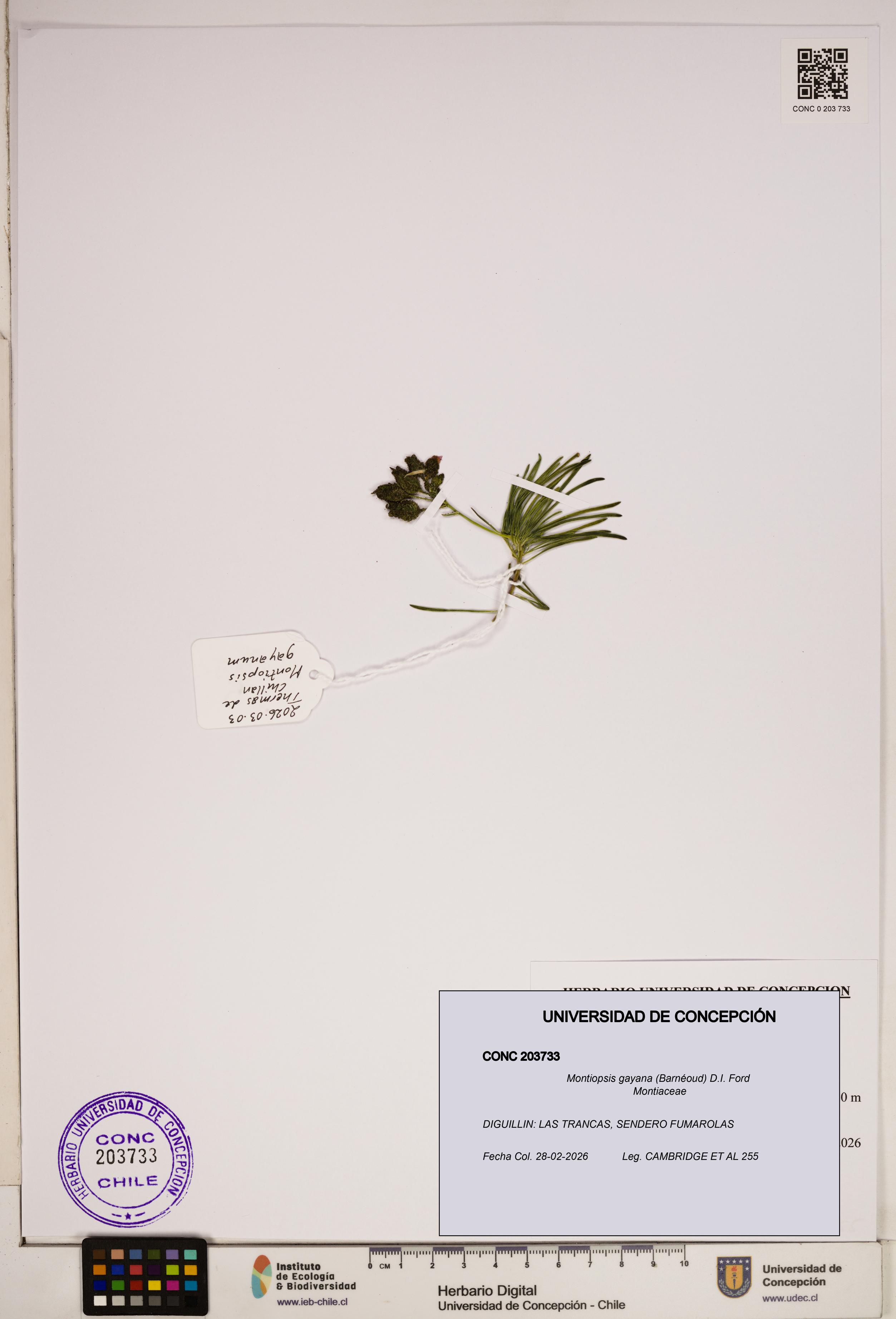 Montiopsis gayana [Espécimen: ]