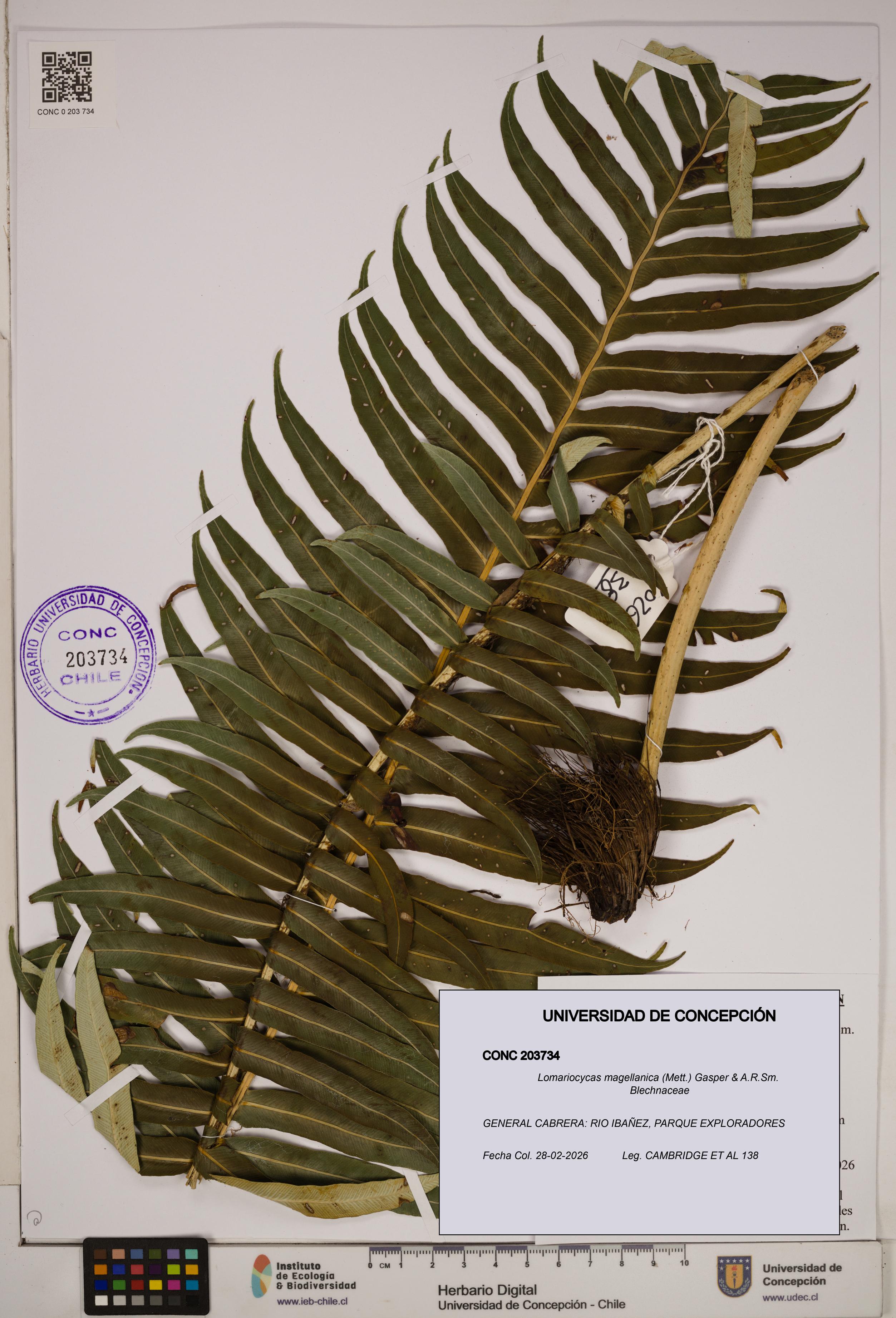 Lomariocycas magellanica [Espécimen: ]