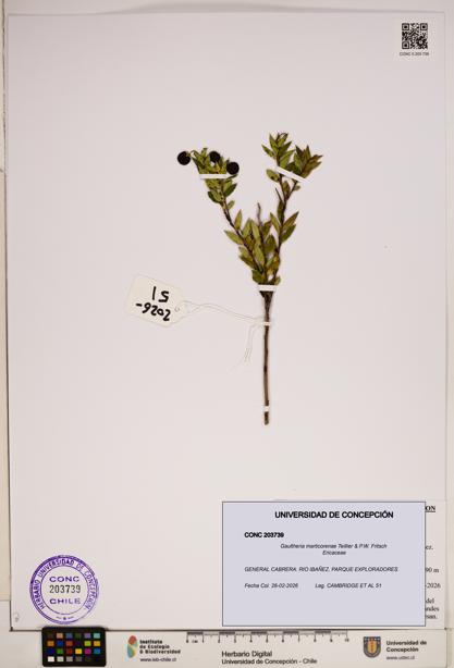 Gaultheria marticorenae [Espécimen: ]