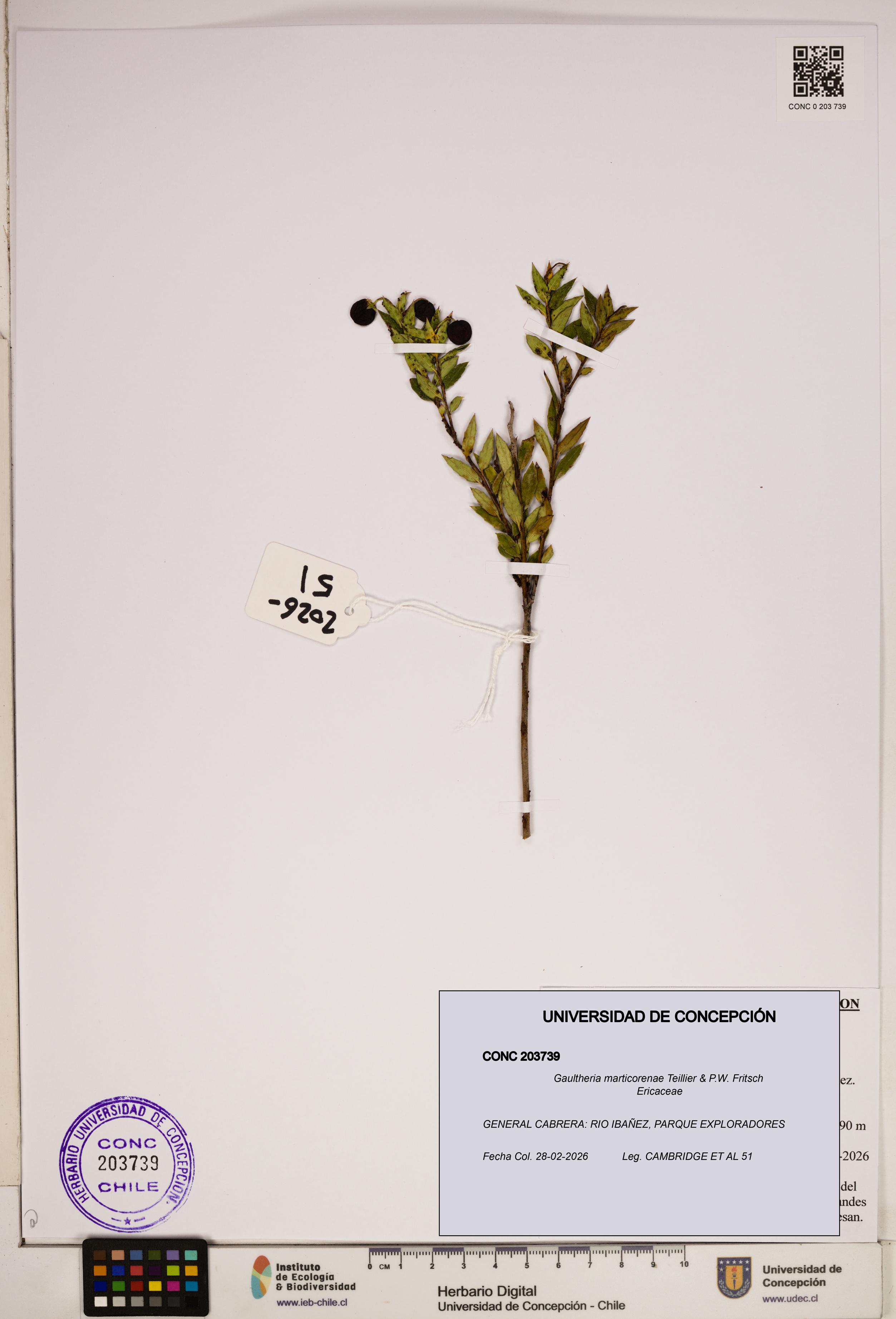 Gaultheria marticorenae [Espécimen: ]